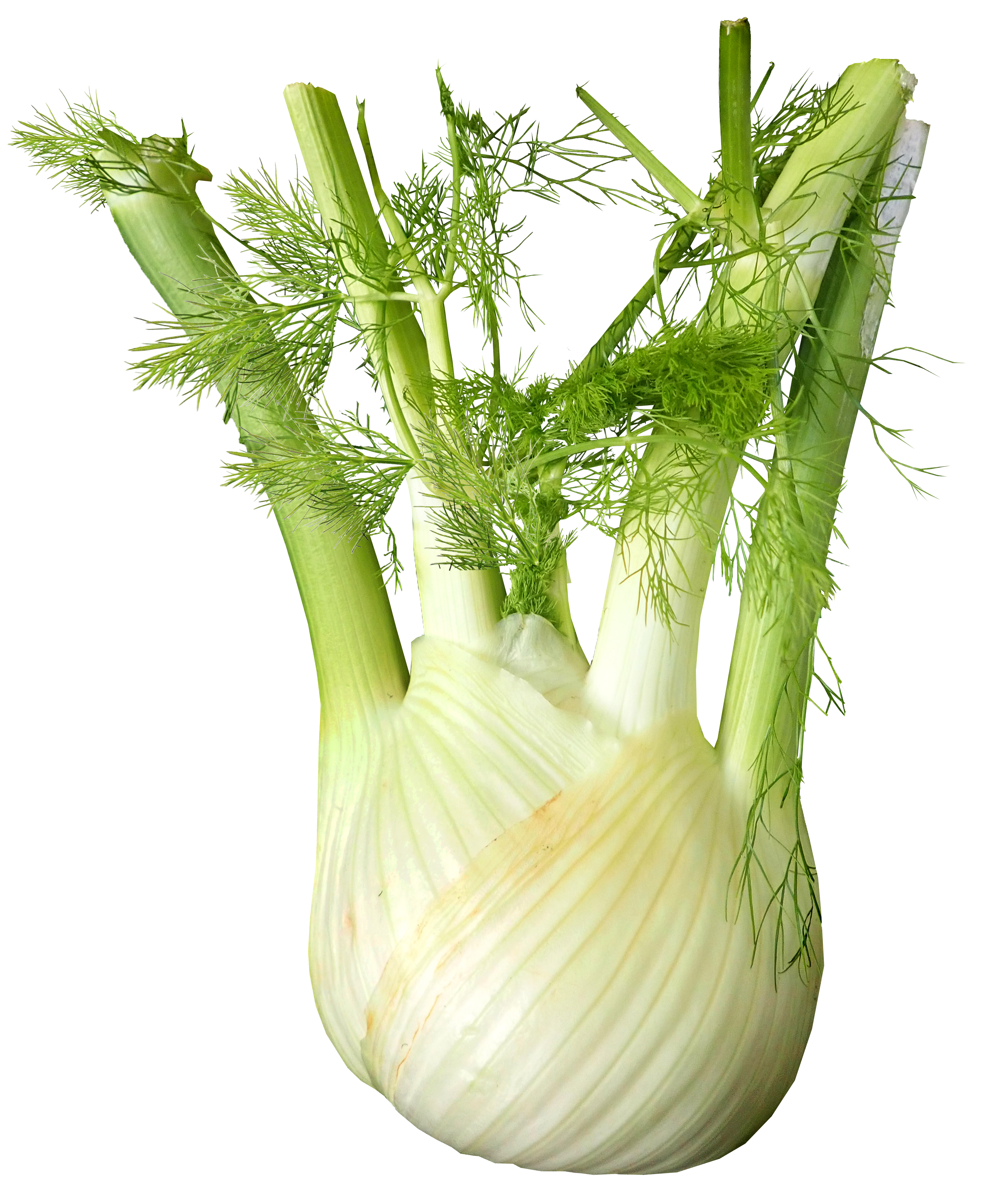 fenouil (cagette 5kg)