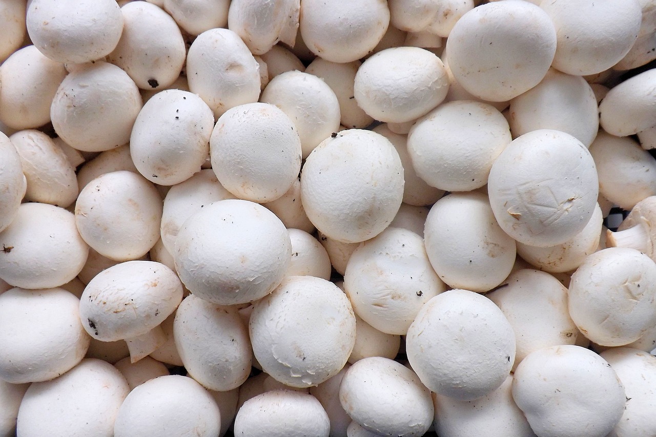 champignons blancs (cagette 3kg)